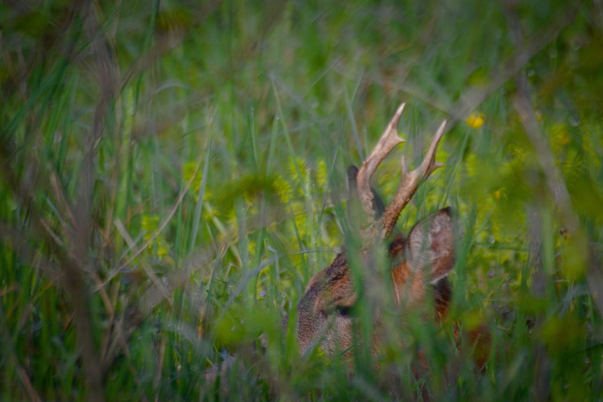 European roe deer (Capreolus capreolus)