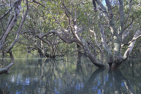 Mangrove near Waitagni