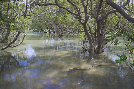 Mangrove near Waitagni