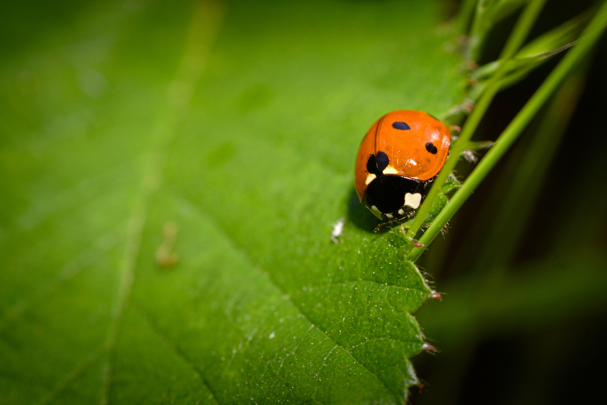 Coccinella septempunctata