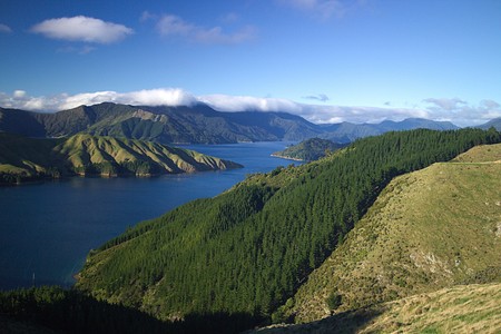 Deforested areas and pine plantations with native forests on the background