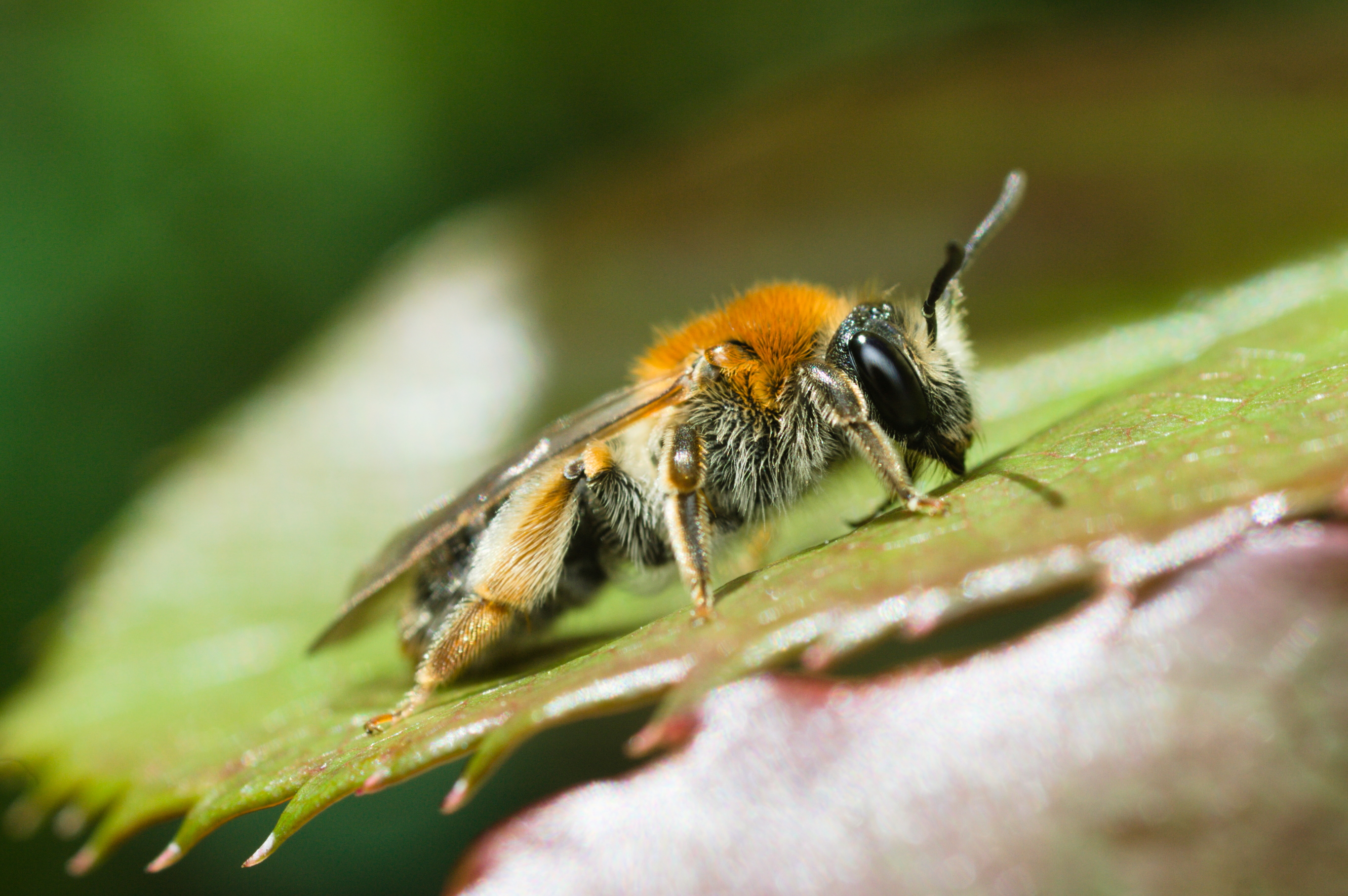 Tawny mining bee (Andrena fulva)