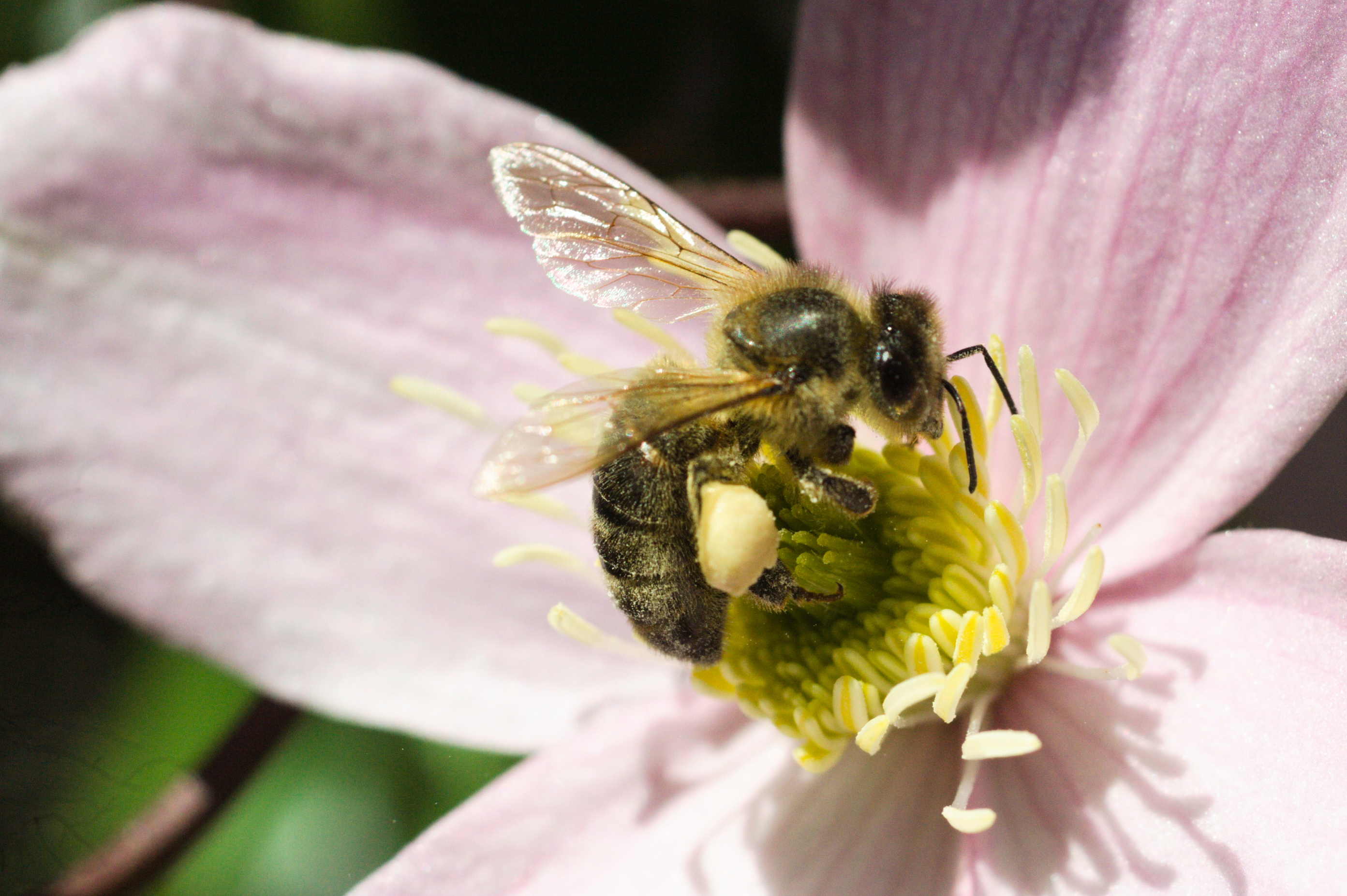 European honey bee (Apis mellifera)