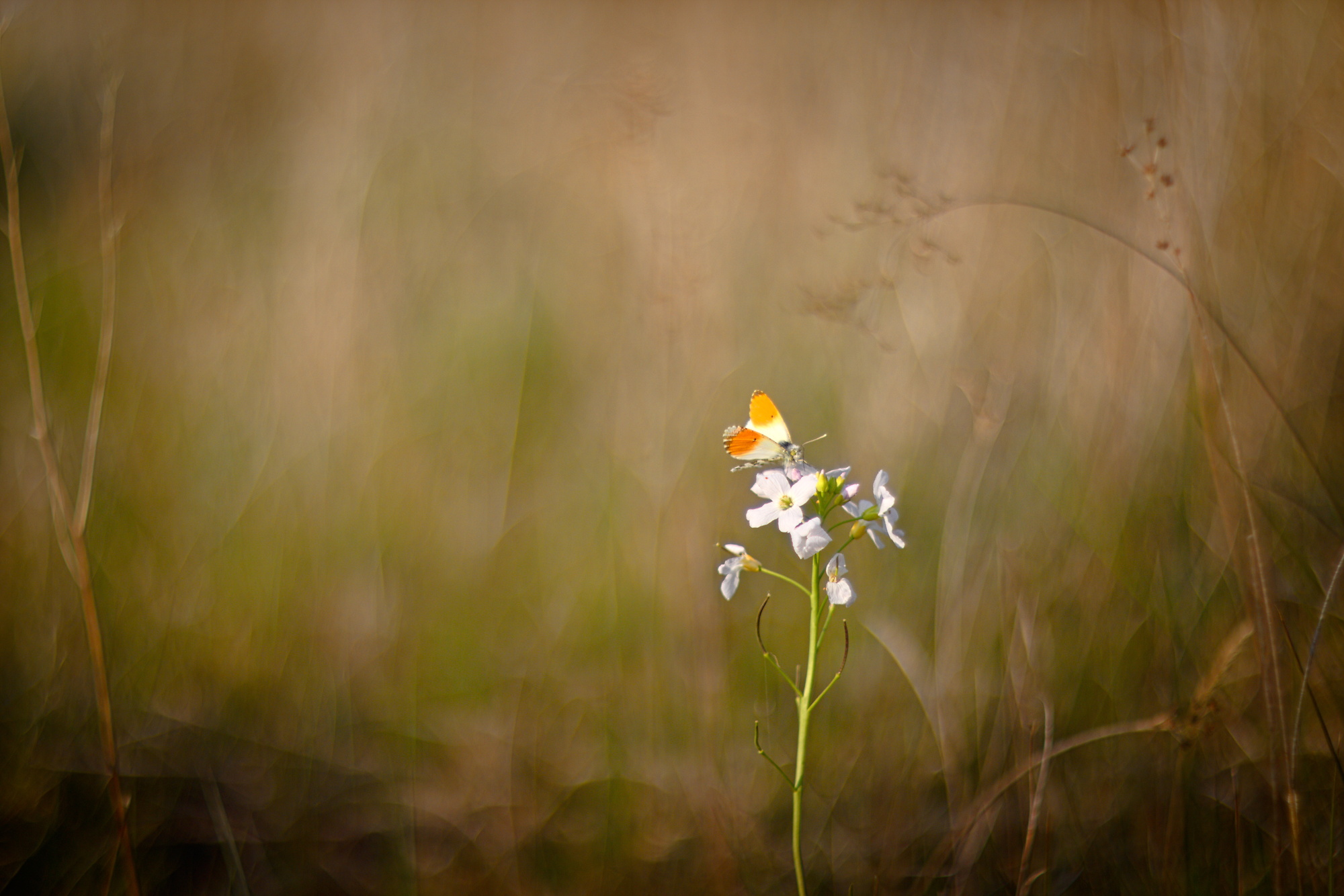 Anthocharis cardamines