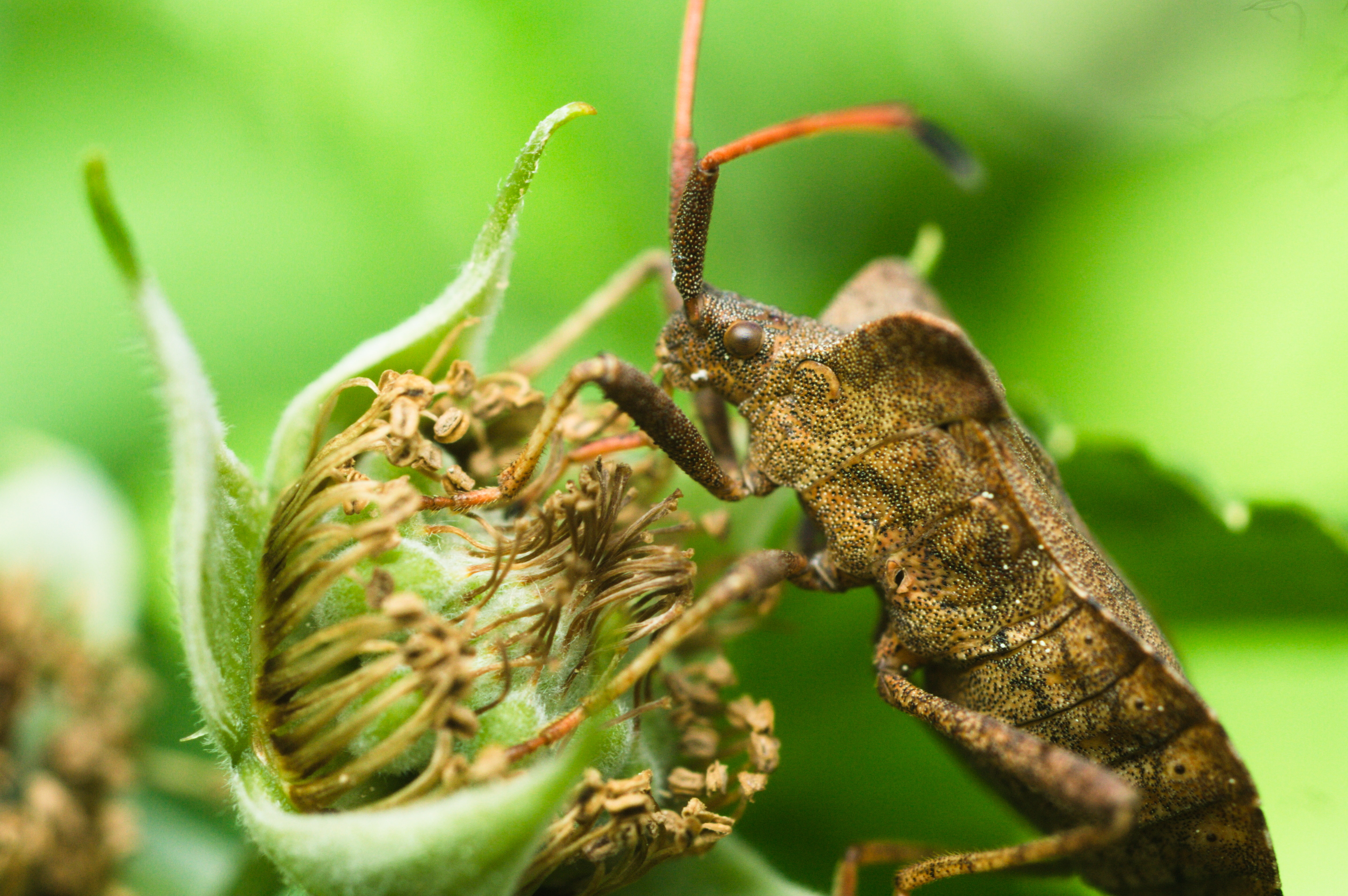 Dock Leaf Bug (Coreus marginatus)