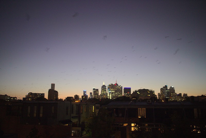 Flying foxes after sunset over Melbourne
