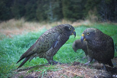 Trio of kea