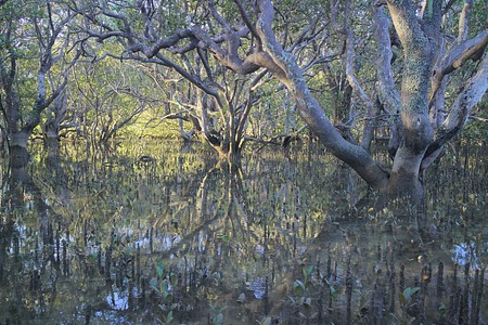 Mangrove near Waitagni