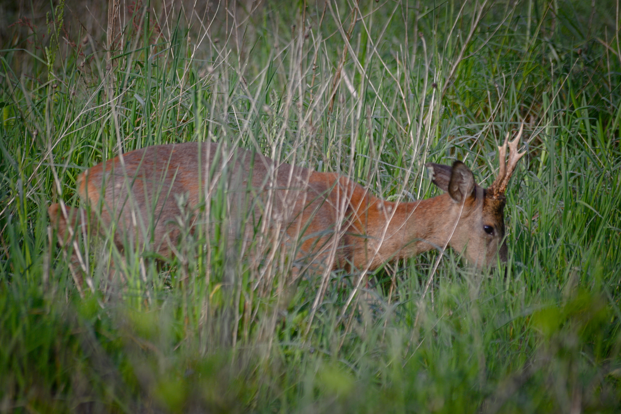 European roe deer (Capreolus capreolus)