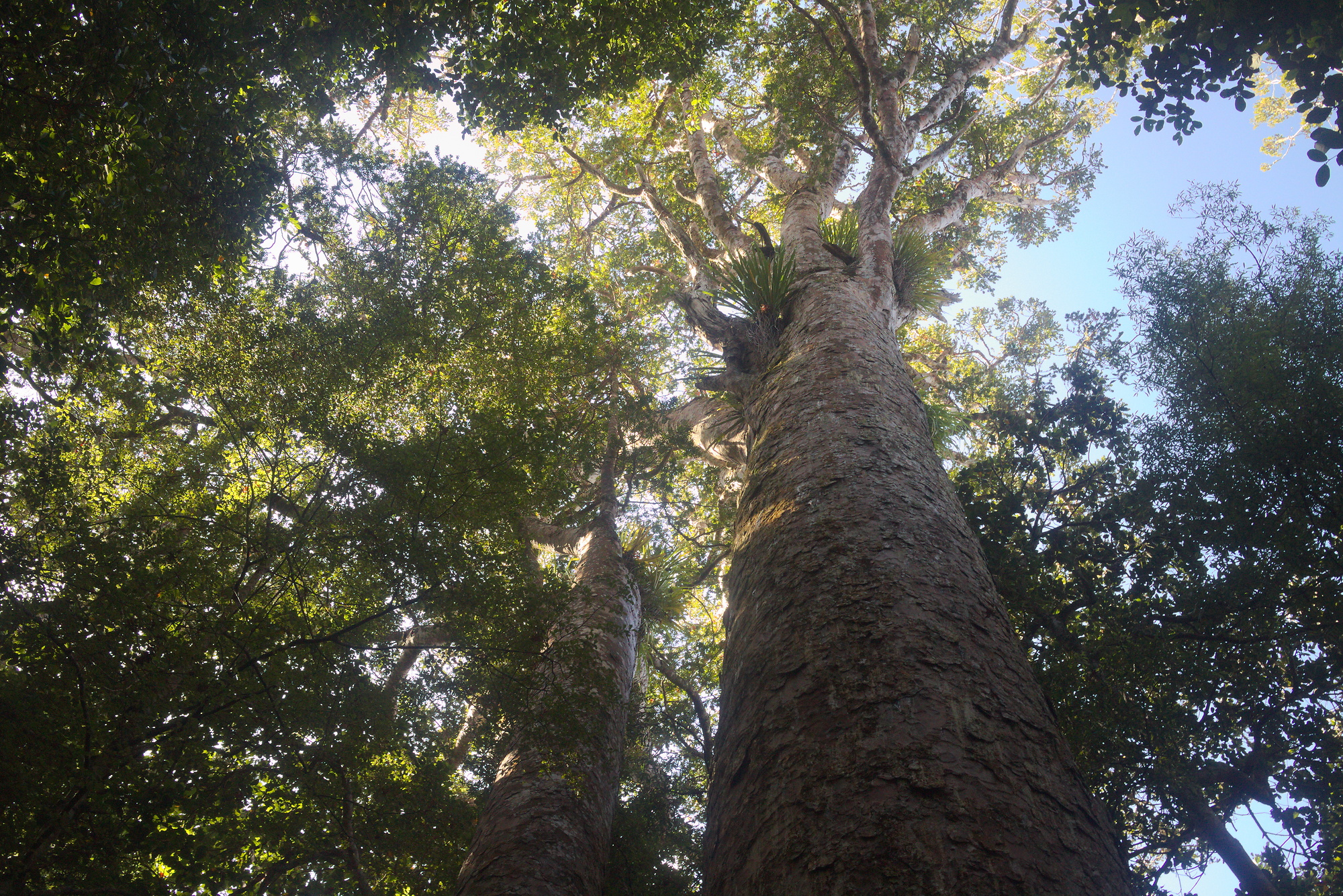 Trounson Kauri Park