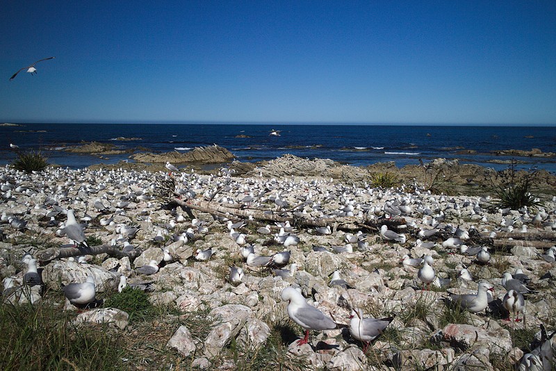 Red-billed gull colony in Kaikoura Peninsula