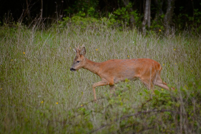 European roe deer (Capreolus capreolus)