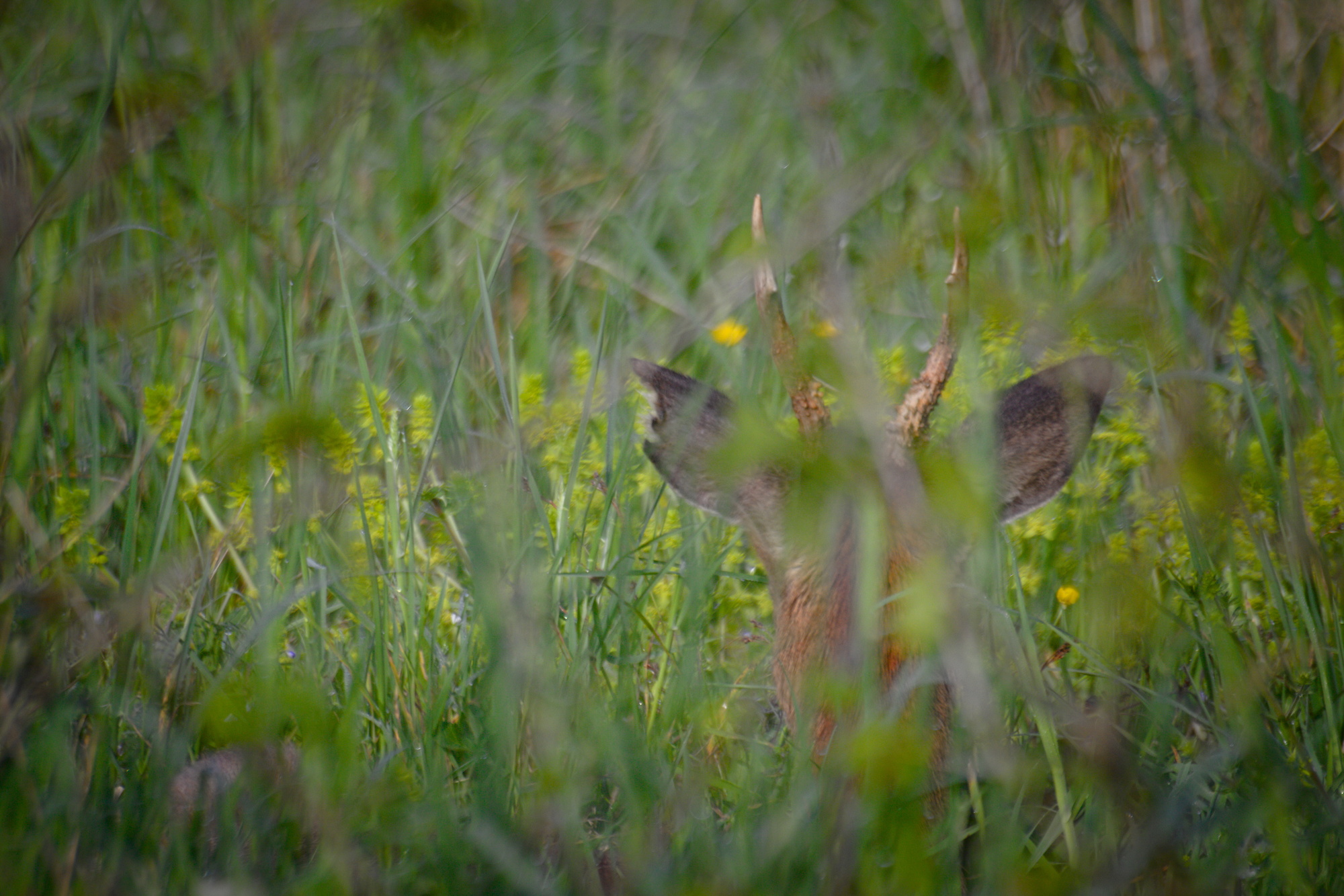 European roe deer (Capreolus capreolus)