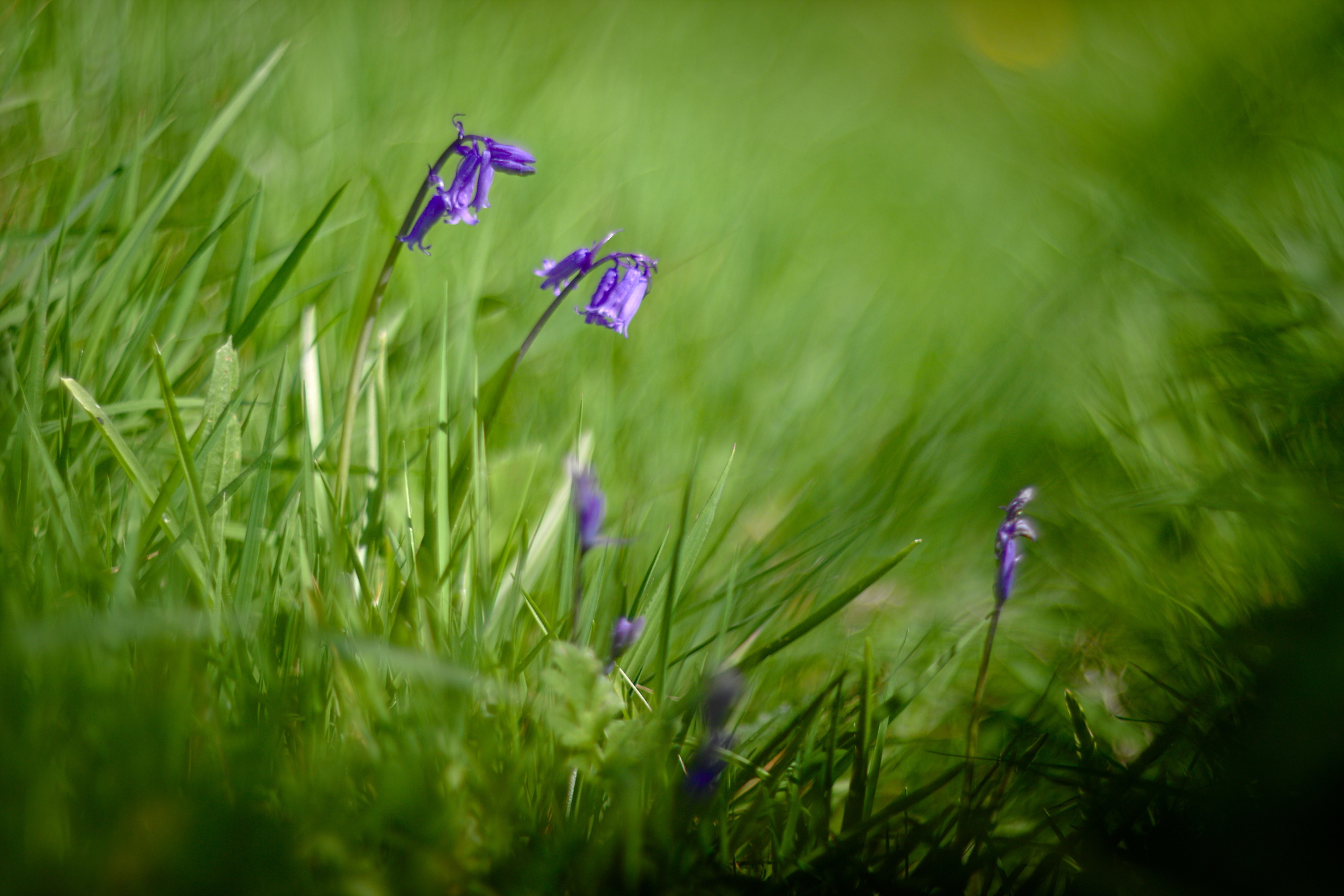 Hyacinthoides non-scripta