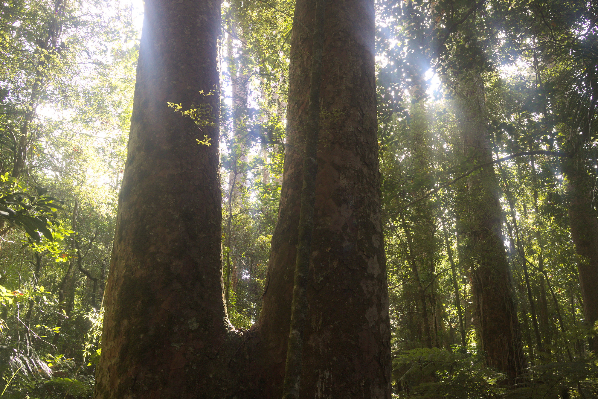 Trounson Kauri Park