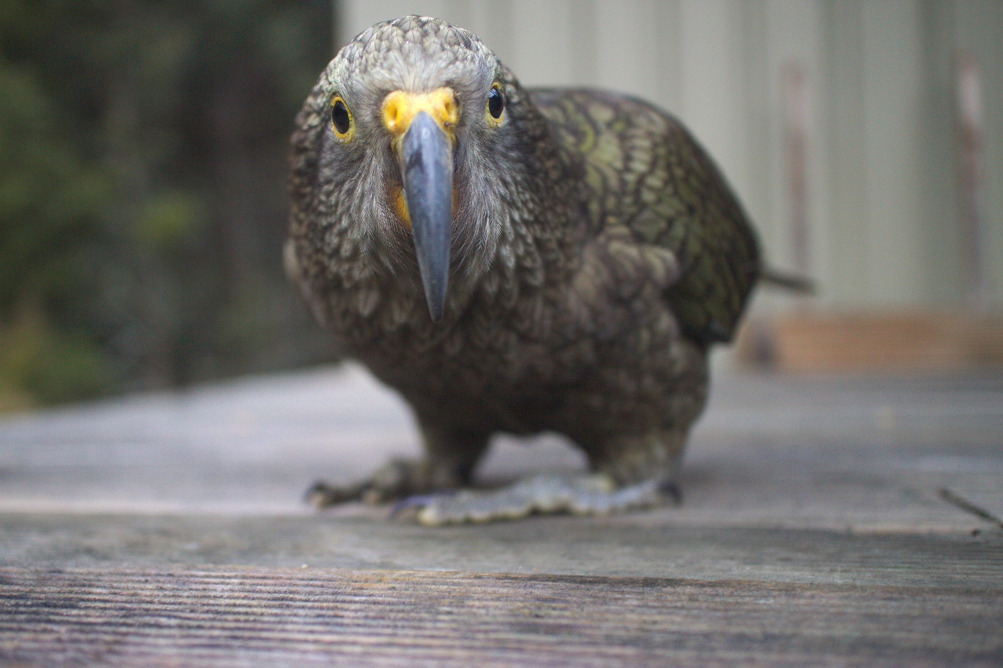 Inquisitive kea