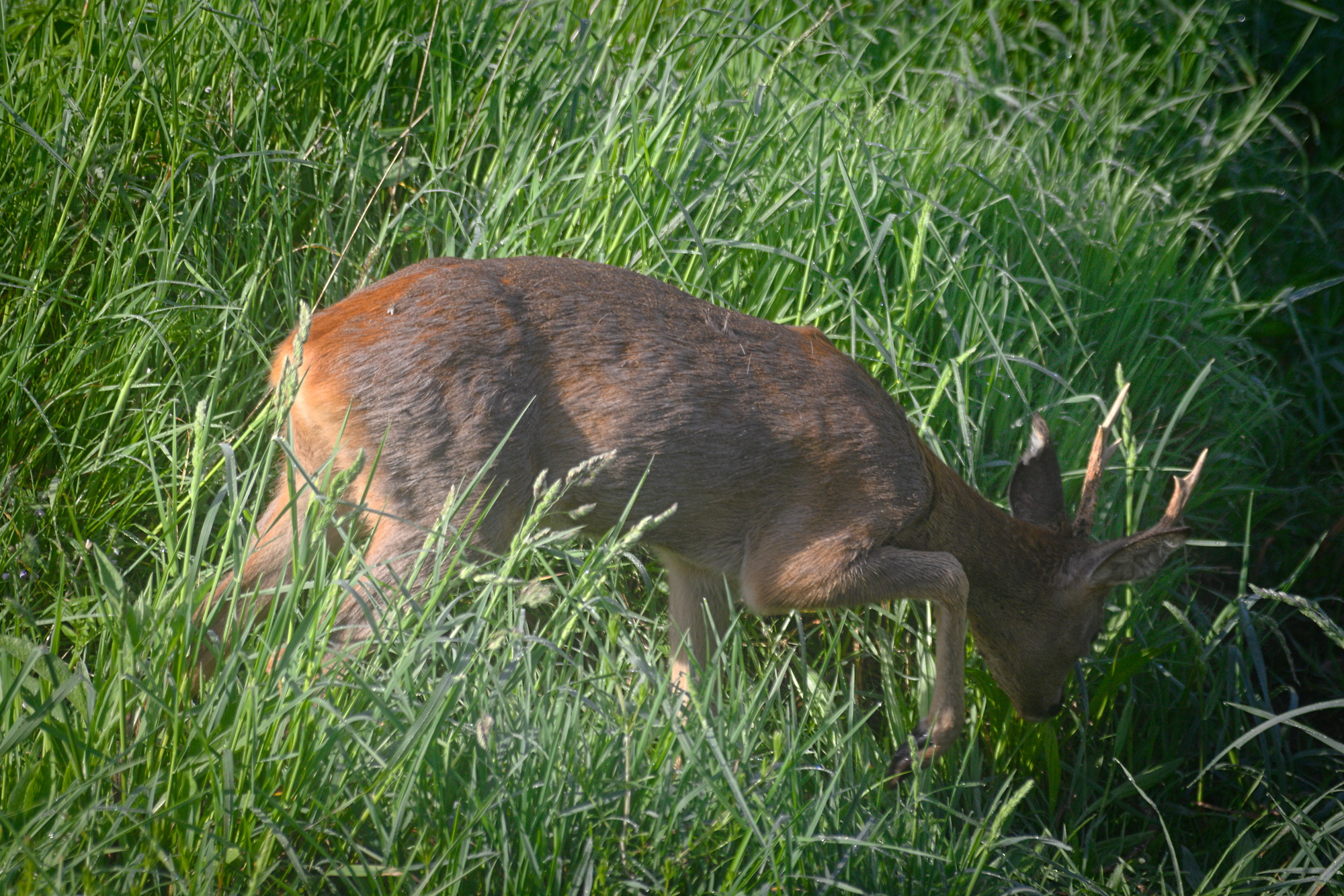 European roe deer (Capreolus capreolus)