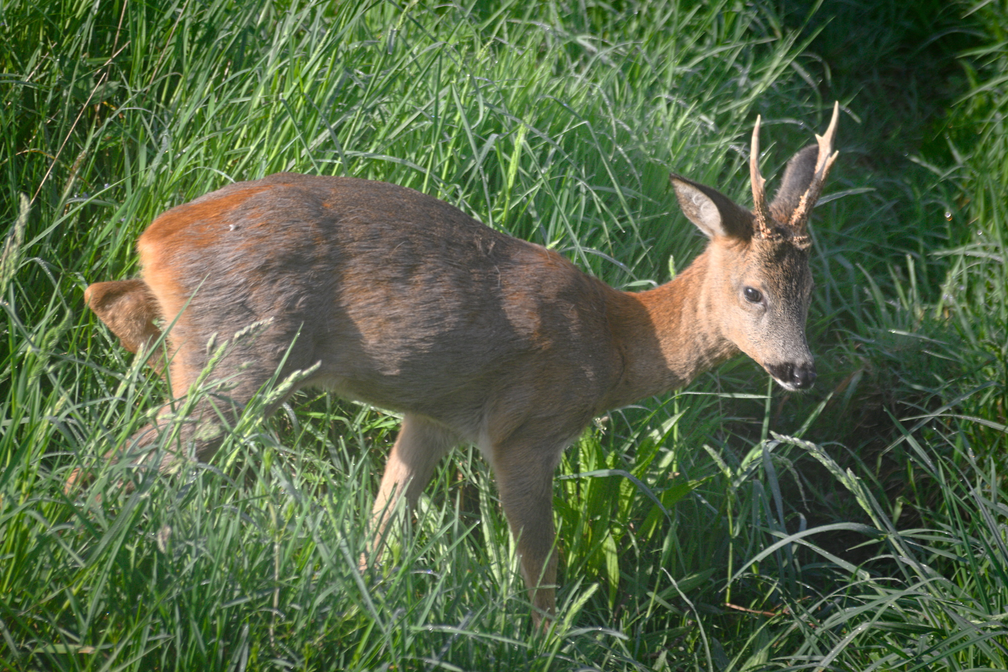 European roe deer (Capreolus capreolus)