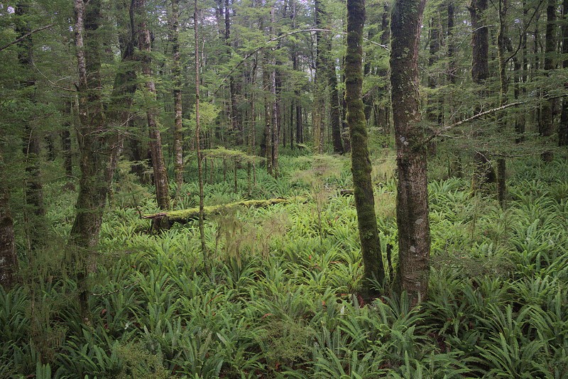 Fiordland National Park