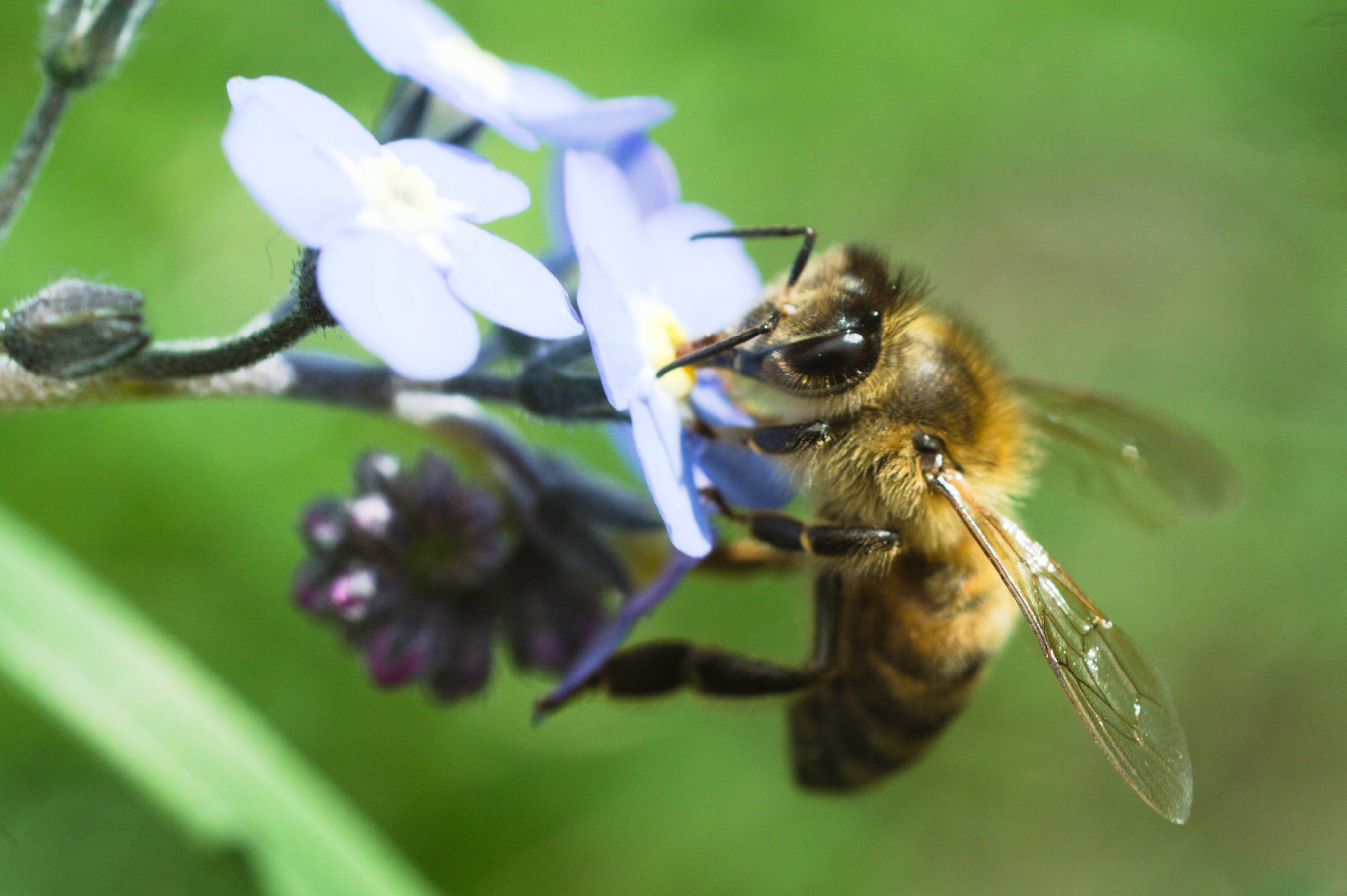 European honey bee (Apis mellifera)