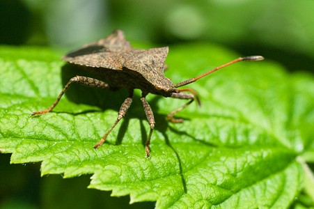 Dock Leaf Bug (Coreus marginatus)