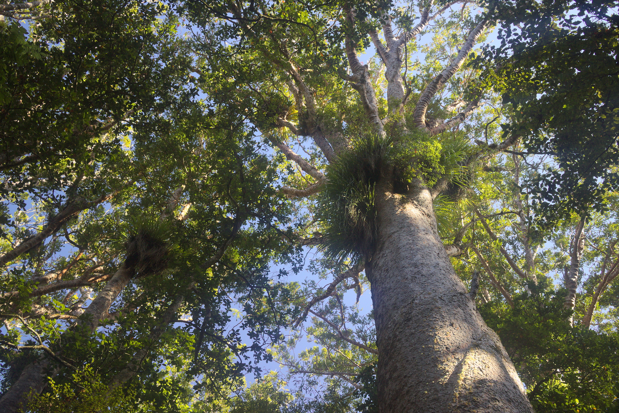 Trounson Kauri Park