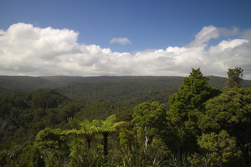Waipoua Forest