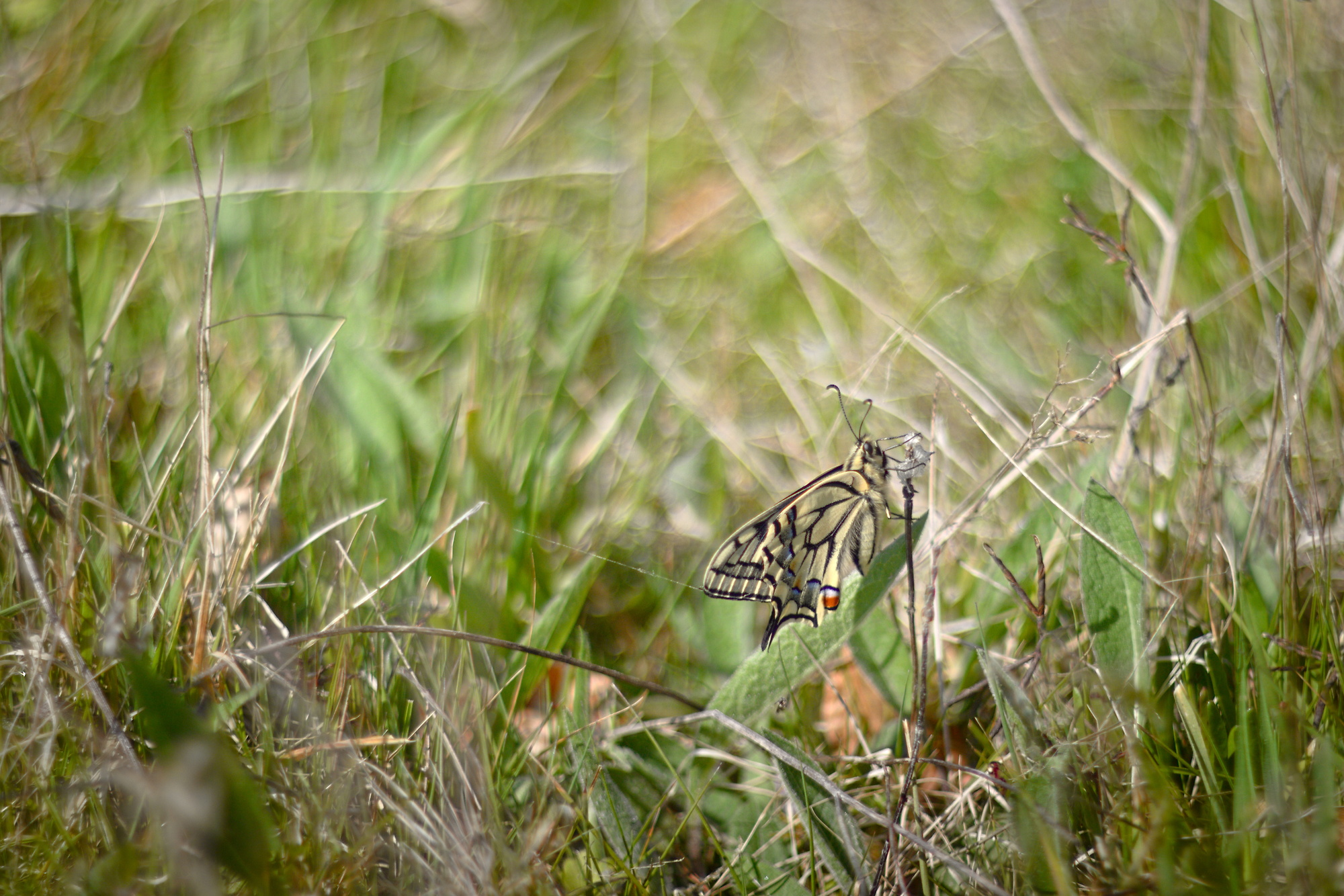 Papilio machaon