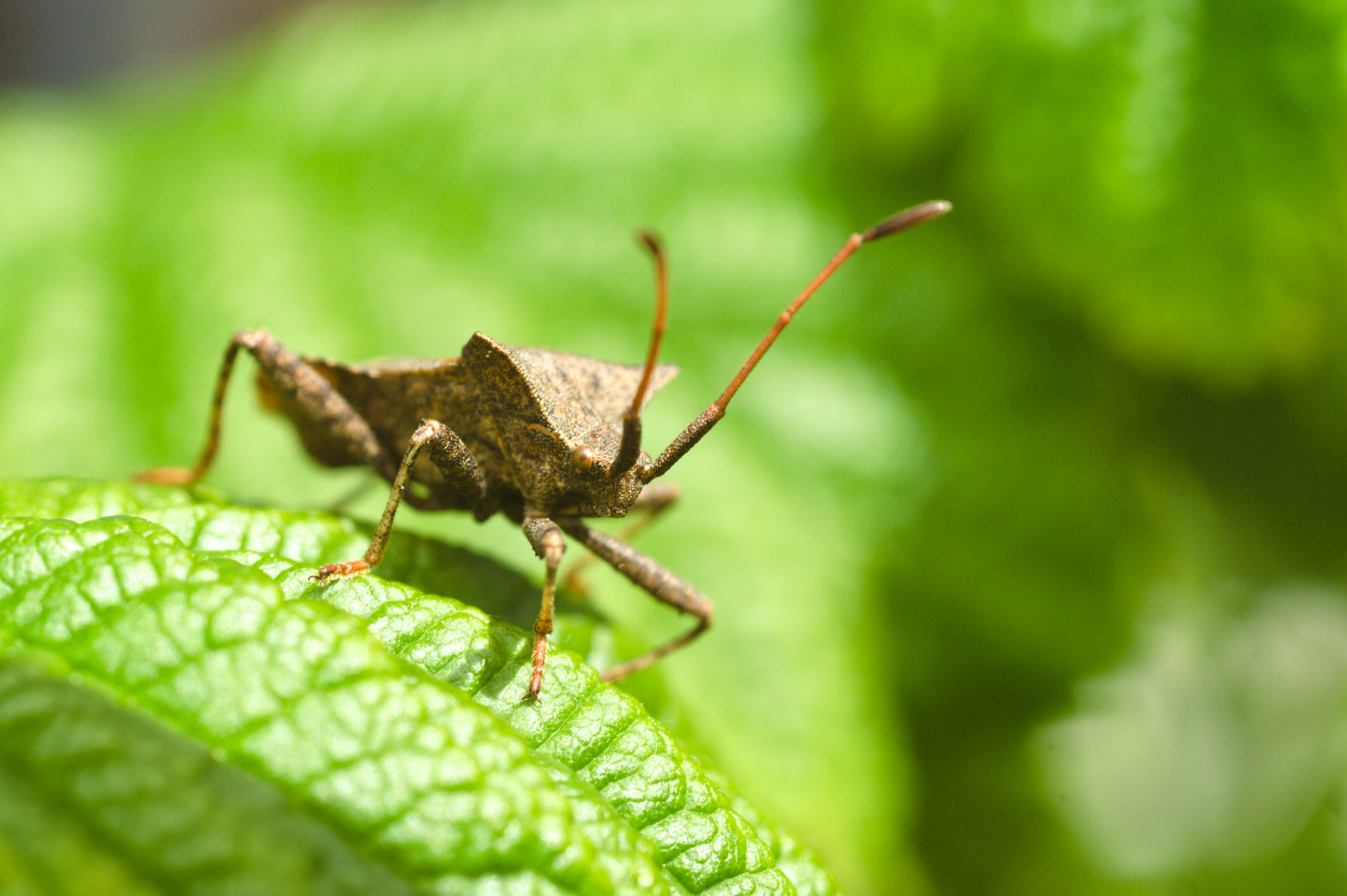 Dock Leaf Bug (Coreus marginatus)