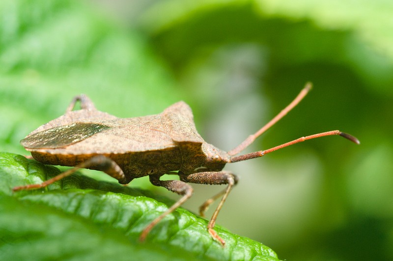 Dock Leaf Bug (Coreus marginatus)